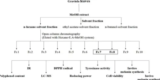 Fig.  1.  Schematic  diagram  of  extraction  procedure,  antioxidant  activity  and  melanin  synthesis  test  of  Annona  muricata.