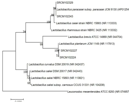Fig.  1.  Molecular  Phylogenetic  analysis  by  Maximum  Likelihood  method.  The  evolutionary  history  was  inferred  by  using  the  Maximum  Likelihood  method  based  on  the  Tamura-Nei  model  [1]