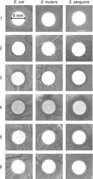 Fig.  1.  Evaluation  of  antimicrobial  activity  of  plant  extracts.  1,  DMSO  as  a  negative  control;  2,  ethanol  extract  of  R