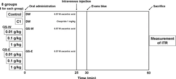 Fig.  2.  Scheme  for  the  measurement  of  in  vivo  ITR  in  mice.