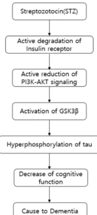 Fig.  2.  Mechanisms  of  STZ  cause  to  dementia. 에도 초점을 맞추고 있으며,  신체활동은 노화로부터 노쇠,  장애 및 사망률을 줄이는 중요한 수단으로 인식되어지고 있다[32]
