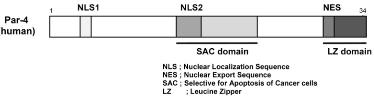 Fig.  1.  The  schematic  domains  of  Par-4.  Functional  domains  of  Par-4  include  two  nuclear  localization  sequences  (NLS1,  NLS2),  a  nuclear  export  sequences  (NES),  selective  for  apoptosis  of  cancer  cells  (SAC)  domain  and  a  leuci