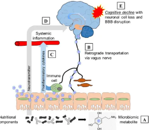 Fig.  1.  Involvement  of  the  gut–brain  axis  in  cognitive  decline.  A.  Gut  microbiotic  metabolites  may  vary  by  microbiotic  biogeography