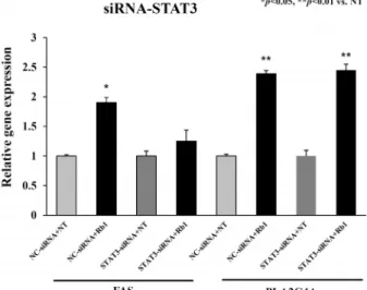 Fig.  8.  Effects  of  knock-down  of  STAT3  on  expression  of  FAS  and  PLA2G4A.  The  HaCaT  cells  were  transfected  with  STAT3-siRNA  or  control  siRNA,  after  which  they  were  treated  with  ginsenoside  Rb1  (10  μg/ml)  for  24  hr
