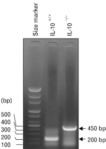 Figure 1. Genotyping. Interleukin-10 knockout (IL-10 −/− ) mice  show a DNA band at approximately 450 base pairs (bp) while wild type  mice (IL-10 +/+ ) show a DNA band at approximately 200 bp.