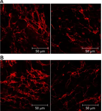 Figure 4. Networks of myenteric interstitial cells of Cajal of the  proximal (A) and distal (B) colon in the interleukin-10 wild type  (IL-10 +/+ , left panel) and IL-10 knockout (IL-10 −/− , right panel) mice  (×200)