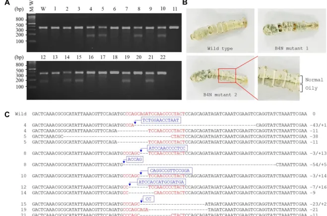 Fig.  3.  Mutations  of  BmBLOS  gene  induced  by  Cas9/B4N  gRNA  injection.  (A)  T7E1  analysis  of  larvae