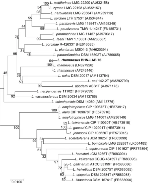 Fig.  1.  Phylogenetic  tree  of  the  L.  rhamnosus  BHN-LAB  76  and  related  bacteria  of  the  Lactobacillus  group  based  on  16S  rRNA  gene  sequence  comparisons
