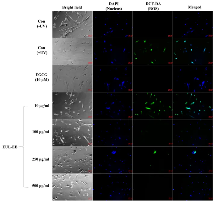 Fig.  5.  Inhibitory  effects  of  EUL-EE  on  ROS  generation  in  UVB-irradiated  CCD-986sk  human  dermal  cells