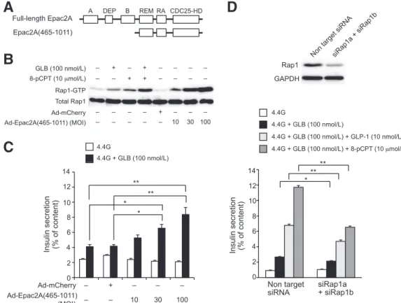 Figure 5 —Activation of Rap1 is required for the augmenting effect of GLP-1 or 8-pCPT and glibenclamide (GLB) on insulin secretion.