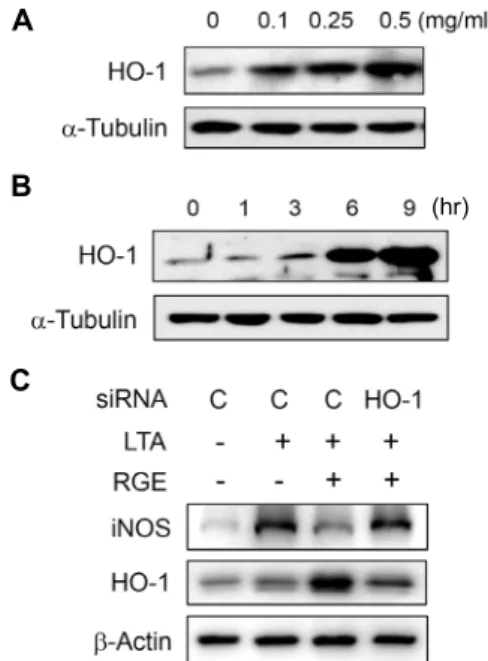 Fig.  2.  RGE  inhibits  LTA-induced  NF-κB  activation.  BV-2  cells  were  treated  with  various  concentrations  of  RGE  for  3  h  and  followed  by  LTA  (10  μg/ml)  treatment  for  1  hr