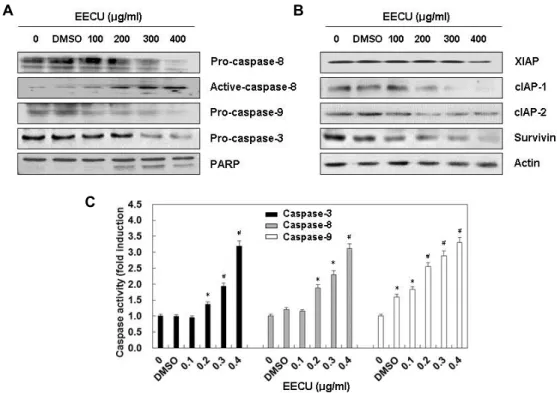 Fig.  2.  Activation  of  caspases  and  inhibition  of  IAP  family  proteins  expression  by  EECU  in  MDA-MB-231  cells