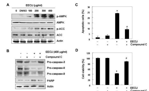 Fig.  5.  Involvement  of  AMPK  activation  in  EECU-induced  apoptosis  in  MDA-MB-231  cells