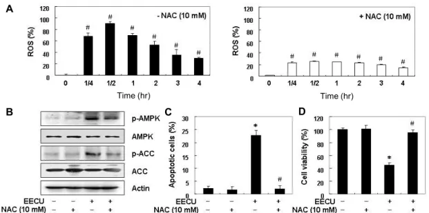 Fig.  6.  ROS-dependent  activation  of  AMPK  by  EECU  in  MDA-MB-231  cells.  (A)  MDA-MB-231  cells  were  either  treated  with  400  μg/m  EECU  for  the  indicated  times,  or  pre-treated  with  NAC  (10  mM)  for  1  hr  before  EECU  treatment,  