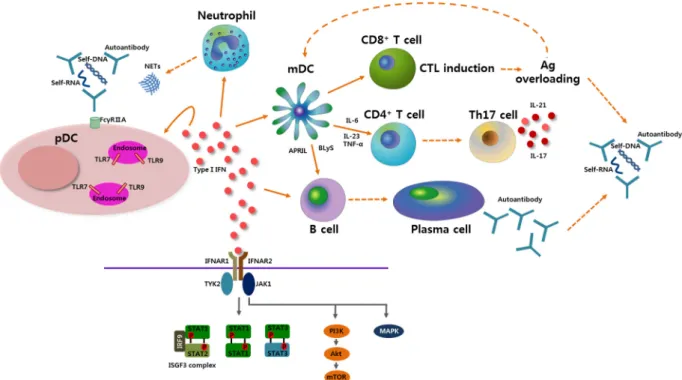 Figure 1. Potential role of plasmacytoid dendritic cells (pDCs) and type I interferon (IFN)  in the pathogenesis of systemic lupus erythematosus (SLE)