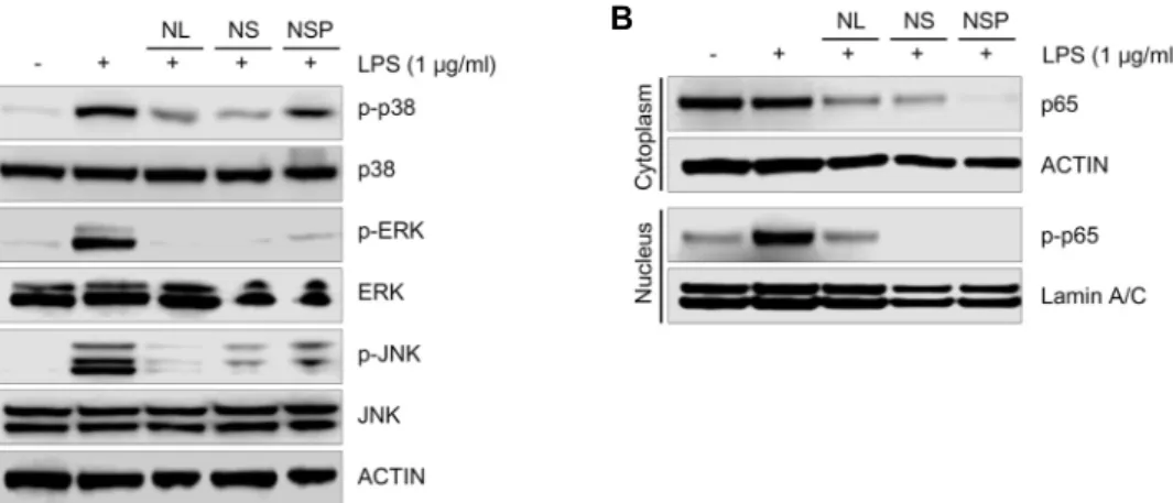 Fig.  3.  Inhibition  of  phosphorylation  of  MAPKs  and  nuclear  translocation  of  NF-κB  p65  by  the  treatment  of  NL,  NS  and  NSP