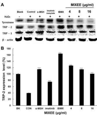 Fig.  7.  Effect  of  MIXEE  on  protein  expressions  of  TRP-1,  TRP-2,  tyrosinase  in  B16F1  cells