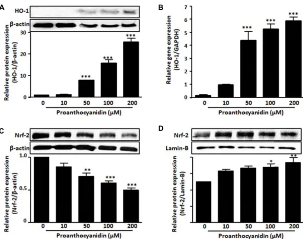 Fig.  2.  Proanthocyanidins  induced  HO-1  protein  expression.  RAW264.7  cells  were  treated  with  indicated  concentration  of  proanthocya- proanthocya-nidins  for  18  hr  or  8  hr  to  measure  (A)  HO-1  protein  and  (B)  mRNA  expression  leve
