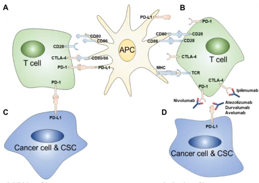 Fig.  2.  Mechanism  of  immune  checkpoints  and  inhibitors.  A:  CTLA-4  receptor  expressed  by  T  lymphocyte  competes  with  CD28  to  bind  to  CD80/CD86