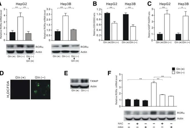 Fig. 2. RORa expression is induced after glutamine deprivation through ROS production