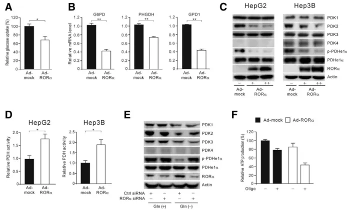 Fig. 3. Overexpression of RORa alters glucose utilization in hepatoma cells by down-regulation of PDK2