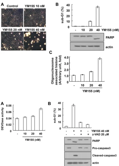 Fig.  1.  AMC-HN4  cells  were  treated  with  different  doses  of  YM155.  (A)  The  cell  morphology  was  examined  using  interference  light   micro-scopy