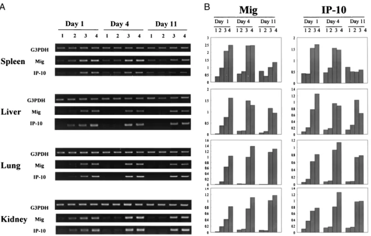 FIGURE 2. Comparison of IL-2/IL-12 with rmIFN-␥ for ability to in- in-duce Crg-2 and Mig gene expression in various tissues