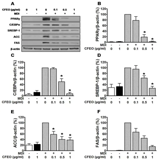 Fig.  2.  Effects  of  Chrysanthemum  boreale  Makino  flowers  essential  oil  (CFEO)  on  the  expressions  of  adipogenesis  and  lipogenesis  proteins  in  3T3-L1  adipocytes