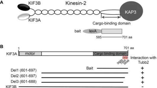 Fig.  1.  Identification  of  the  proteins  interacted  with  KIF3A  by  yeast  two-hybrid  screening