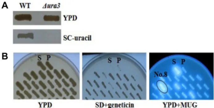 Fig.  1.  Confirmation  of  uracil  auxotroph  in  P.  stipitis Δ ura  strain  (A)  and  screening  of  fusants  by  auxotrophic  test  and  analysis  of  β-glucanase  activity  (B)