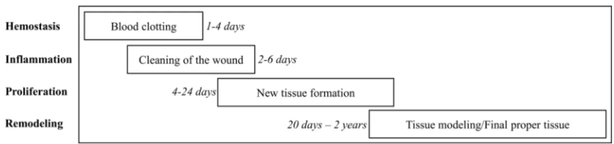 Fig.  1.  Stages  and  approximate  time  span  of  wound  healing  process.