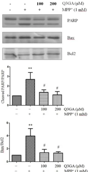 Fig.  4.  MPP +   decreases  Akt  and  CREB  phosphorylation,  whereas  Q3GA  reverses  those  effects
