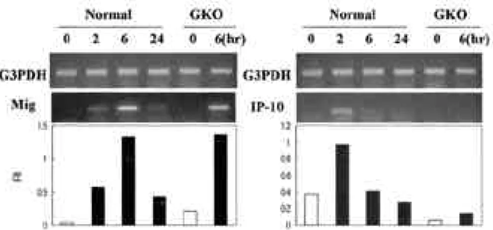 Figure 1. Effect of LPS on Mig and IP-10 gene expression in brain of normal and GKO mice.