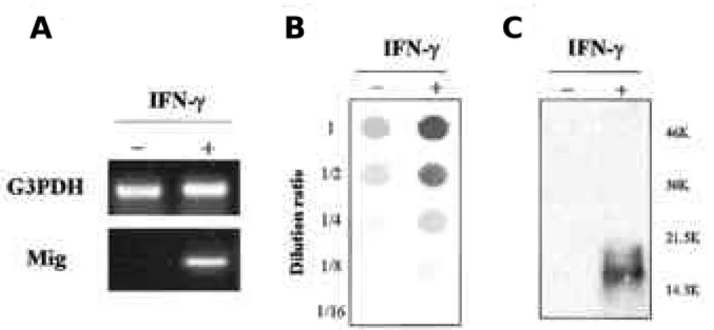 Figure 4. Effect of immunosuppressive agents, anti-inflamma- anti-inflamma-tory agents and signal blockers on the IFN-γinduced IP-10 and Mig gene expression of primary mixed brain cell
