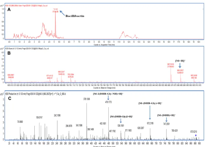 Fig.  1.  (A)  The  extracted  ion  chromatogram  (EIC)  as  m/z  883.27  ion  in  positive  ESI  mode