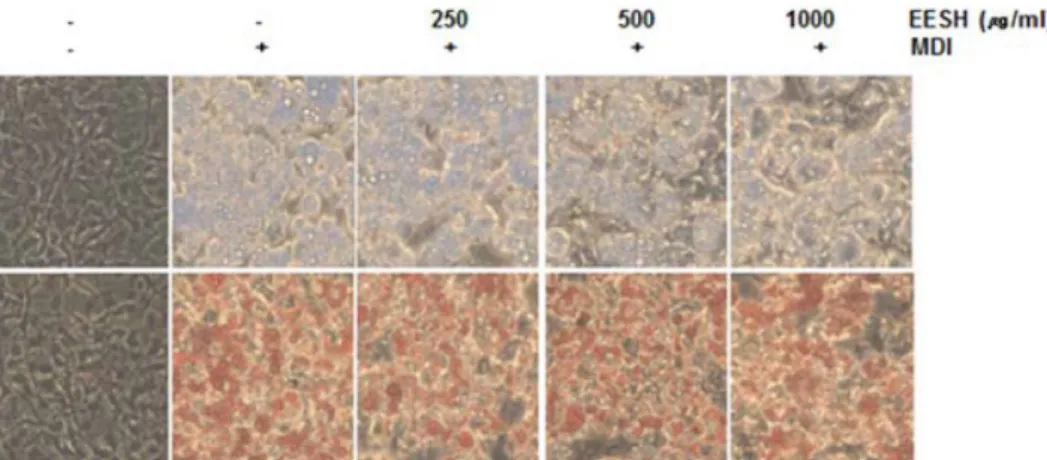 Fig.  2.  Effects  of  EESH  on  the  phase  contrast  microscopic  morphological  changes  of  differentiated  3T3-L1  preadipocyte