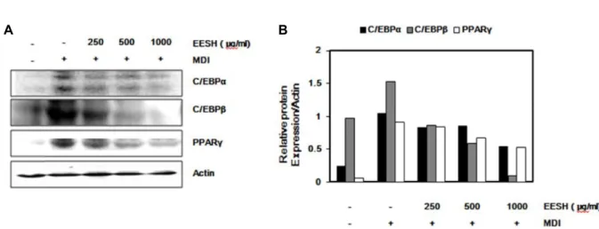 Fig.  4.  Effects  of  EESH  on  the  levels  of  adipogenic  transcription  factors  protein  expression  by  Western  blot  analysis  in  differentiated  3T3-L1  preadipocyte