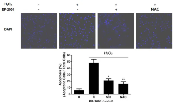 Fig.  2  Effect  of  EF-2001  on  apoptosis  in  C2C12  myoblasts  induced  by  oxidative  stress