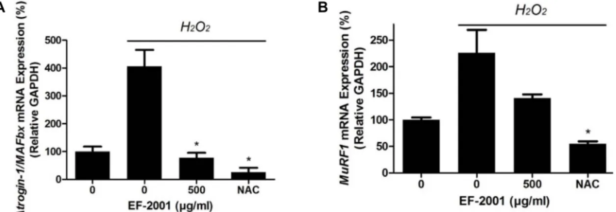 Fig.  4.  Effect  of  EF-2001  on  Atrogin-1/MAFbx  and  MuRF1  mRNA  expression  in  C2C12  myoblasts  induced  by  oxidative  stress
