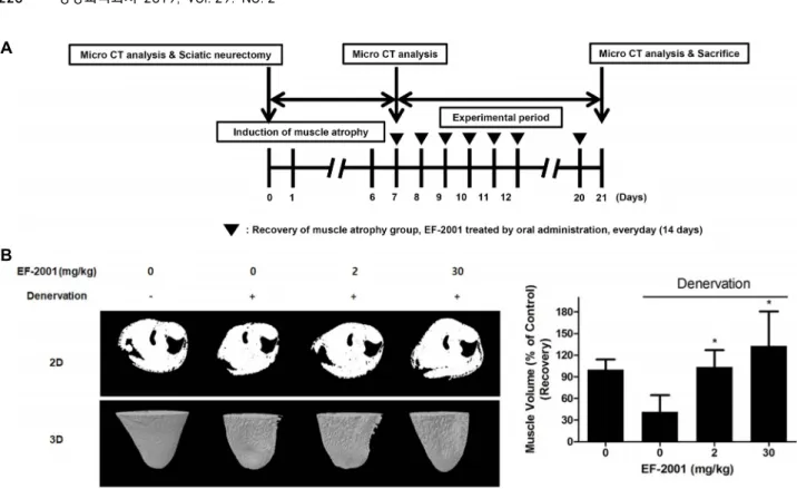 Fig.  5.  Effect  of  EF-2001  on  muscle  atrophy  induced  by  sciatic  denervation  in  C57BL/6  mice