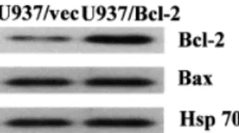 Fig. 1. Overexpression of Bcl-2 in U937 cells. Immunoblot analysis of cell lysates (40 µg) from control (U937/vector) or Bcl-2 transfected (U937/Bcl-2) cells