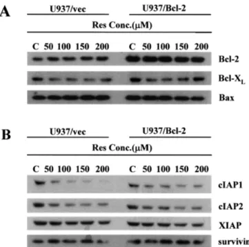 Fig. 7. Release of cytochrome c in resveratrol-treated U937 cells. (A) U937/