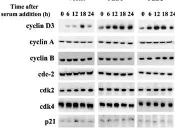 Fig. 8. Expression levels of cell cycle regulatory proteins in vector and PLD transfectant cells