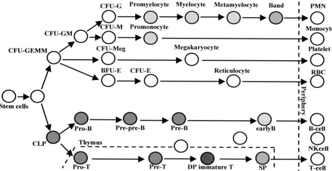 Figure 6. Expression pattern of JL1 antigen during hematopoiesis. Filled circle represents JL1-expressing populations in BM or thymus, and the degree of its darkness reflects the levels of expression of JL1 molecule.
