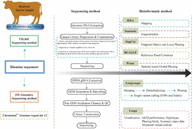 Fig.  1.  The  graphical  scheme  of  the  experimental  design,  sequencing  and  bioinformatics  method