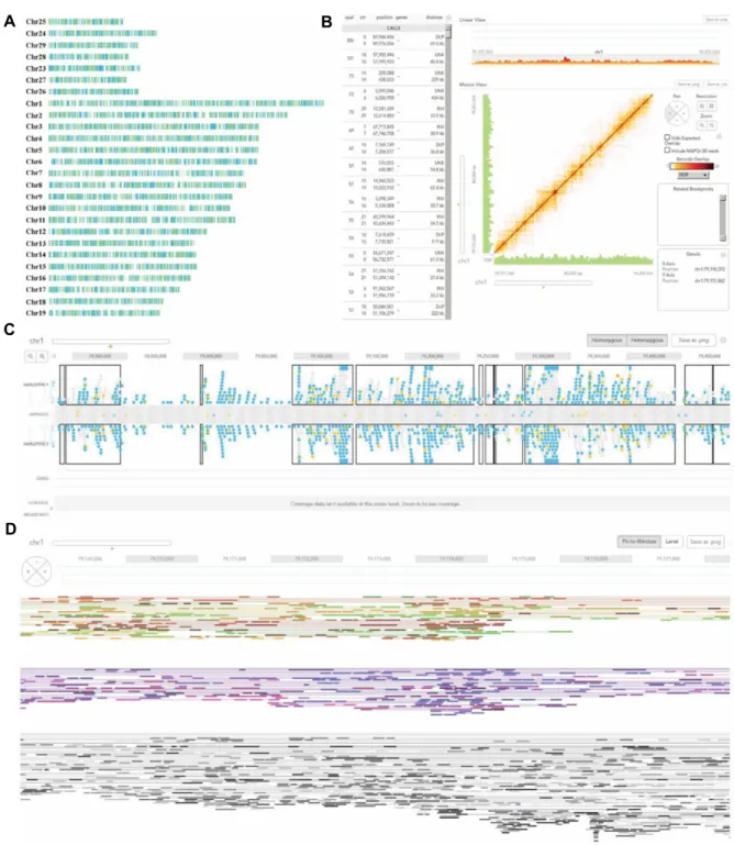Fig.  3.  Visualization  of  phasing  block,  haplotype,  structural  variant  and  mapped  read  from  The  Chromium  Genome  of  10X  Genomics  by  using  Loupe  program:  (A)  Phasing  block  of  each  chromosome
