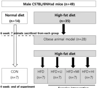 Fig.  1.  Experimental  design. 량이나 운동강도에 따른 효과를 비교할 수 없었다[45]. 따라서 본 연구자는 비만 마우스를 대상으로 nNOS의 발현 이 운동강도에 따라 차이가 있을 것이라는 가설을 세웠다
