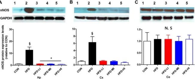 Fig.  3.  Western  blot  showing  nNOS  protein  in  the  hippocampus  (A),  cerebral  cortex  (B),  and  cerebellum  (C)  of  all  groups  (1:CON; 