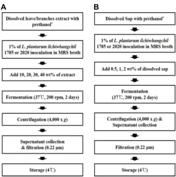 Fig.  1.  Fermentation  process  of  Dendropanax  morbifera  (A)  leave/ 