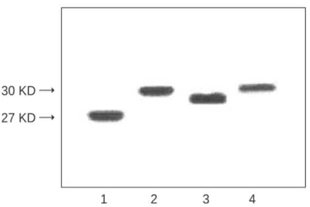 Fig. 3. Specificity of various CD44v6 antibody fragments (IgG, Fab, and scFvs). Absorbance at 490 nm of control is 0.2-0.3 ± 0.02, 0.2, 0.5 and 1.0 g: Amounts of CD44v5-6 proteins used in ELISA assay